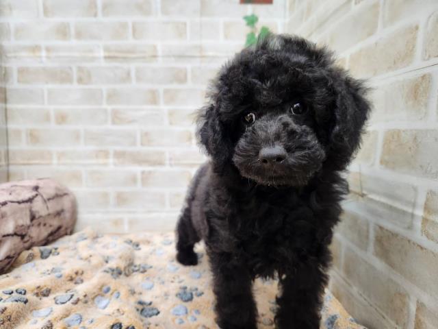 トイ・プードル