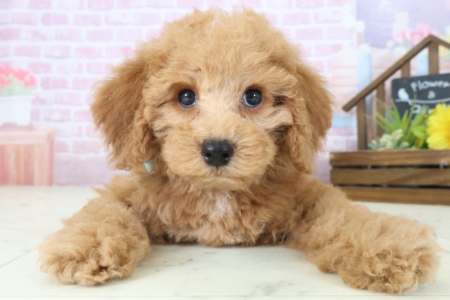 トイ・プードル