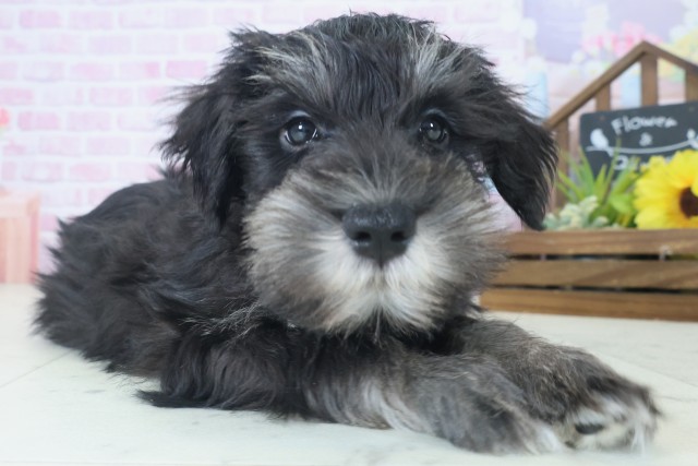 熊本県のミニチュアシュナウザー (Coo&RIKUイオンモール宇城店/2025年8月29日生まれ/男の子/ブラックシルバー)の子犬の2枚目の画像