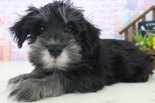 熊本県のミニチュアシュナウザー (Coo&RIKUイオンモール宇城店/2025年8月29日生まれ/男の子/ブラックシルバー)の子犬の3枚目の画像