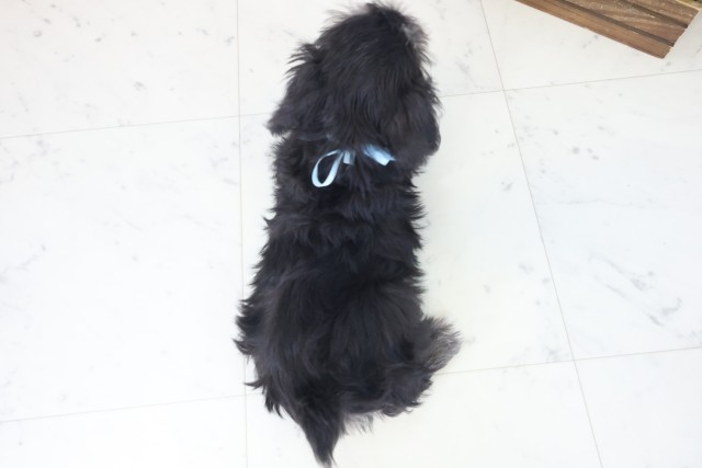 熊本県のミニチュアシュナウザー (Coo&RIKUイオンモール宇城店/2025年8月29日生まれ/男の子/ブラックシルバー)の子犬の4枚目の画像