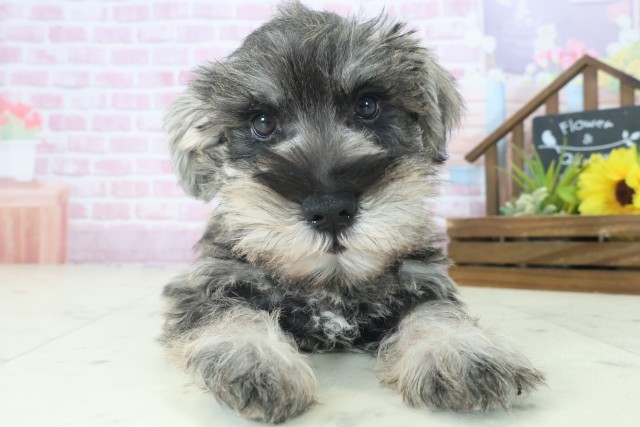 長崎県のミニチュアシュナウザー (Coo&RIKU長崎佐世保店/2025年8月31日生まれ/男の子/ソルトペッパー)の子犬