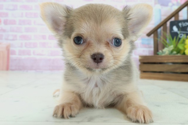 福岡県のチワワ(ロング) (Coo&RIKUゆめタウン飯塚店/2025年9月3日生まれ/男の子/ブルーフォーン)の子犬の1枚目の画像