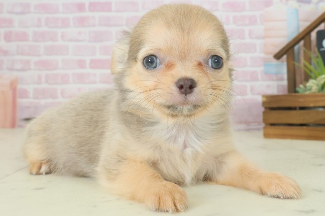 福岡県のチワワ(ロング) (Coo&RIKUゆめタウン飯塚店/2025年9月3日生まれ/男の子/ブルーフォーン)の子犬の2枚目の画像