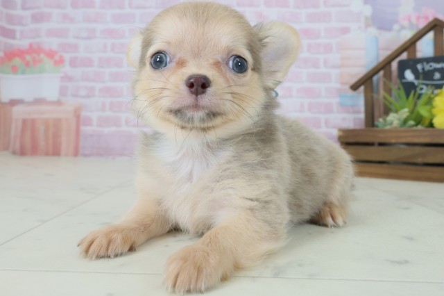 福岡県のチワワ(ロング) (Coo&RIKUゆめタウン飯塚店/2025年9月3日生まれ/男の子/ブルーフォーン)の子犬の3枚目の画像