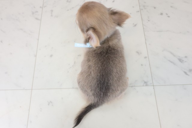 福岡県のチワワ(ロング) (Coo&RIKUゆめタウン飯塚店/2025年9月3日生まれ/男の子/ブルーフォーン)の子犬の4枚目の画像