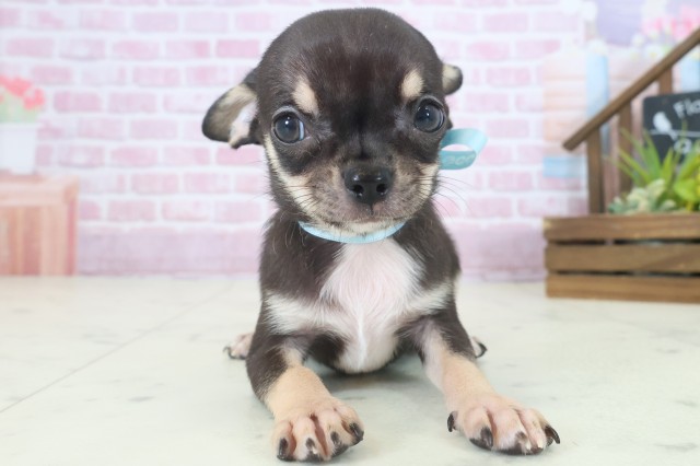 鹿児島県のチワワ(スムース) (Coo&RIKU鹿児島店/2025年9月3日生まれ/男の子/ブラックタンホワイト)の子犬の1枚目の画像