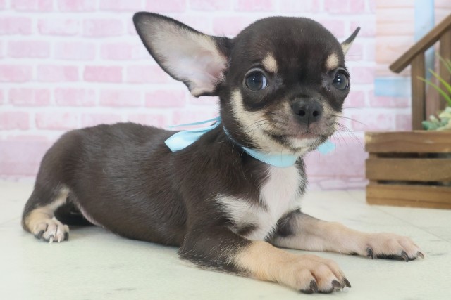 鹿児島県のチワワ(スムース) (Coo&RIKU鹿児島店/2025年9月3日生まれ/男の子/ブラックタンホワイト)の子犬の2枚目の画像