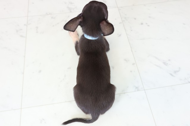鹿児島県のチワワ(スムース) (Coo&RIKU鹿児島店/2025年9月3日生まれ/男の子/ブラックタンホワイト)の子犬の4枚目の画像