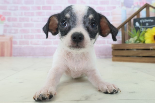 チワワ（スムースコート）