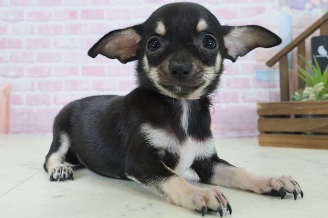 佐賀県のチワワ(スムース) (Coo&RIKU佐賀神埼店/2025年9月3日生まれ/女の子/ブラックタンホワイト)の子犬の2枚目の画像