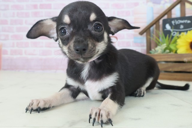 佐賀県のチワワ(スムース) (Coo&RIKU佐賀神埼店/2025年9月3日生まれ/女の子/ブラックタンホワイト)の子犬の3枚目の画像