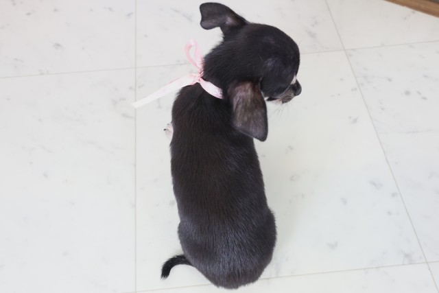 佐賀県のチワワ(スムース) (Coo&RIKU佐賀神埼店/2025年9月3日生まれ/女の子/ブラックタンホワイト)の子犬の4枚目の画像