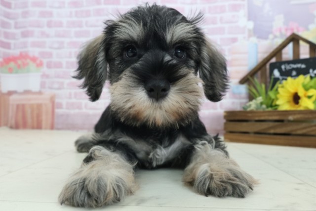 佐賀県のミニチュアシュナウザー (Coo&RIKU佐賀神埼店/2025年9月1日生まれ/男の子/ソルトペッパー)の子犬