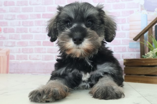 福岡県のミニチュアシュナウザー (Coo&RIKU福岡古賀店/2025年9月1日生まれ/女の子/ソルトペッパー)の子犬の1枚目の画像