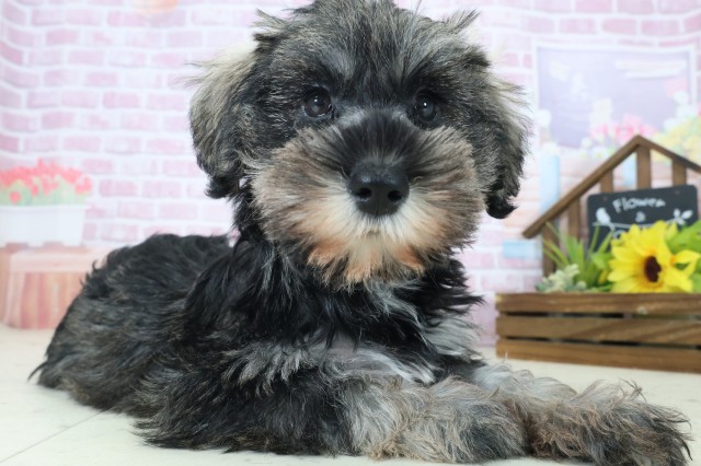 福岡県のミニチュアシュナウザー (Coo&RIKU福岡古賀店/2025年9月1日生まれ/女の子/ソルトペッパー)の子犬の2枚目の画像