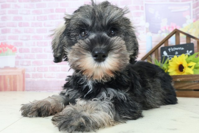 福岡県のミニチュアシュナウザー (Coo&RIKU福岡古賀店/2025年9月1日生まれ/女の子/ソルトペッパー)の子犬の3枚目の画像