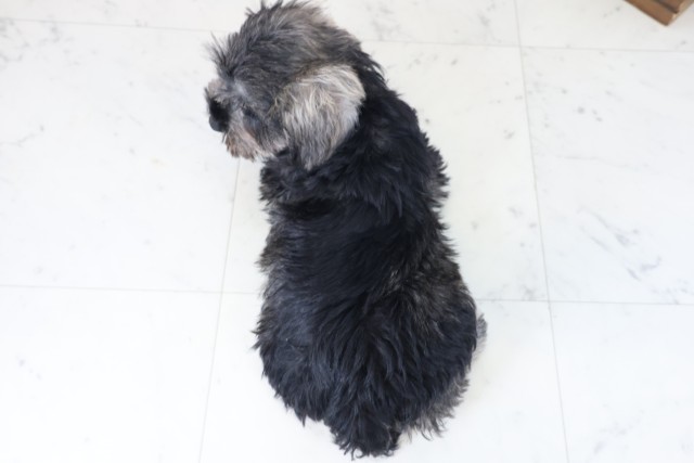 福岡県のミニチュアシュナウザー (Coo&RIKU福岡古賀店/2025年9月1日生まれ/女の子/ソルトペッパー)の子犬の4枚目の画像