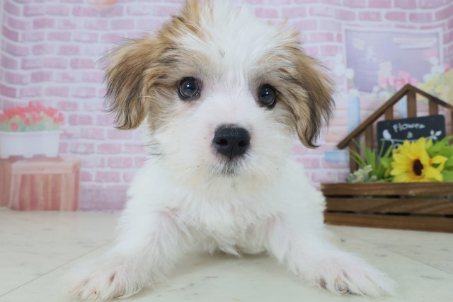 福岡県のハーフ犬・ミックス犬 (Coo&RIKU行橋店/2025年9月1日生まれ/男の子/ホワイトブラウン)の子犬の1枚目の画像