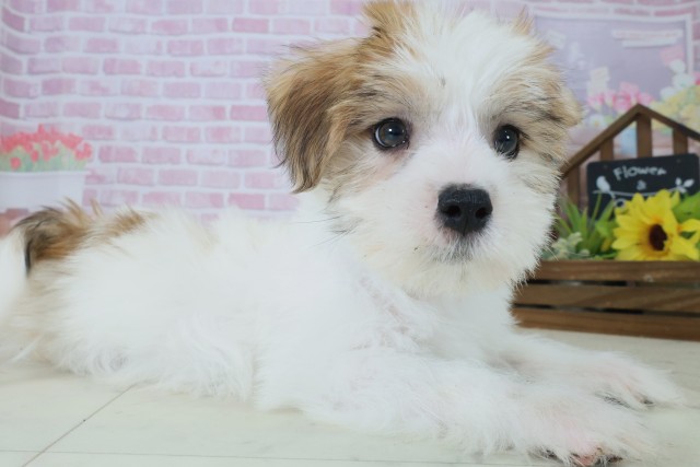 福岡県のハーフ犬・ミックス犬 (Coo&RIKU行橋店/2025年9月1日生まれ/男の子/ホワイトブラウン)の子犬の2枚目の画像