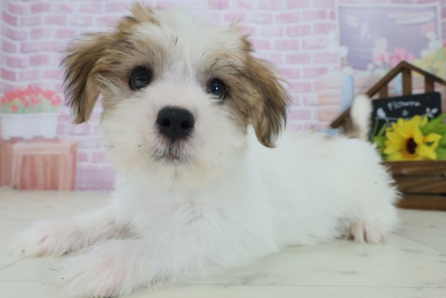 福岡県のハーフ犬・ミックス犬 (Coo&RIKU行橋店/2025年9月1日生まれ/男の子/ホワイトブラウン)の子犬の3枚目の画像