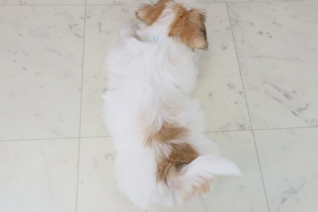 福岡県のハーフ犬・ミックス犬 (Coo&RIKU行橋店/2025年9月1日生まれ/男の子/ホワイトブラウン)の子犬の4枚目の画像