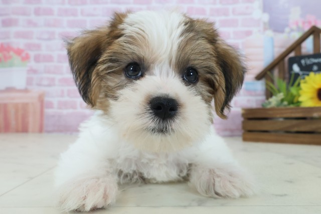 福岡県のハーフ犬・ミックス犬 (Coo&RIKU福岡古賀店/2025年9月1日生まれ/男の子/ホワイトブラウン)の子犬の1枚目の画像