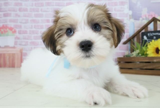 福岡県のハーフ犬・ミックス犬 (Coo&RIKU福岡古賀店/2025年9月1日生まれ/男の子/ホワイトブラウン)の子犬の2枚目の画像