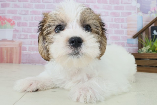 福岡県のハーフ犬・ミックス犬 (Coo&RIKU福岡古賀店/2025年9月1日生まれ/男の子/ホワイトブラウン)の子犬の3枚目の画像