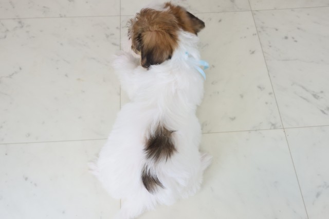 福岡県のハーフ犬・ミックス犬 (Coo&RIKU福岡古賀店/2025年9月1日生まれ/男の子/ホワイトブラウン)の子犬の4枚目の画像