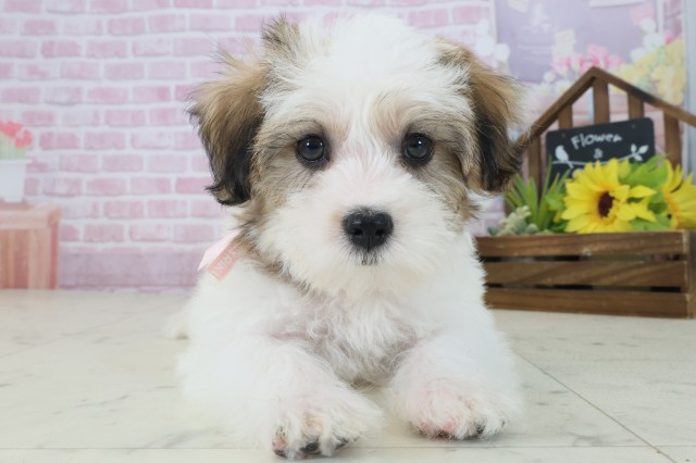 福岡県のハーフ犬・ミックス犬 (Coo&RIKU福岡西店/2025年9月1日生まれ/女の子/ホワイトブラウン)の子犬の1枚目の画像