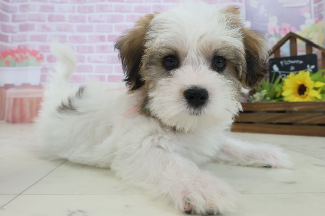 福岡県のハーフ犬・ミックス犬 (Coo&RIKU福岡西店/2025年9月1日生まれ/女の子/ホワイトブラウン)の子犬の2枚目の画像