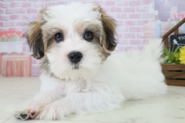 福岡県のハーフ犬・ミックス犬 (Coo&RIKU福岡西店/2025年9月1日生まれ/女の子/ホワイトブラウン)の子犬の3枚目の画像