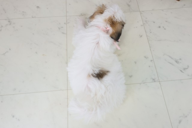 福岡県のハーフ犬・ミックス犬 (Coo&RIKU福岡西店/2025年9月1日生まれ/女の子/ホワイトブラウン)の子犬の4枚目の画像