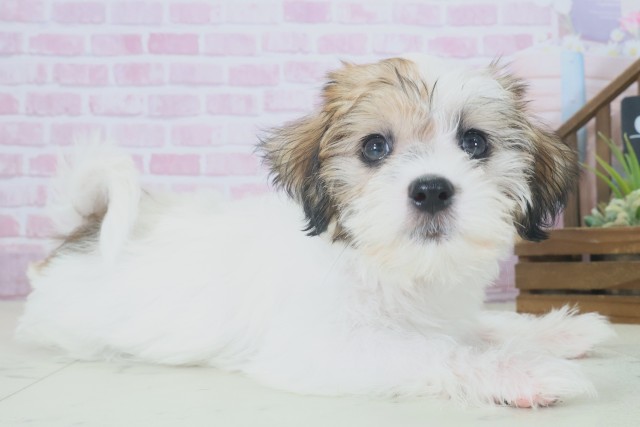 熊本県のハーフ犬・ミックス犬 (Coo&RIKUイオンモール宇城店/2025年9月1日生まれ/女の子/ホワイトブラウン)の子犬の2枚目の画像