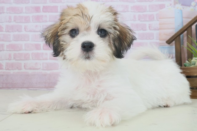 熊本県のハーフ犬・ミックス犬 (Coo&RIKUイオンモール宇城店/2025年9月1日生まれ/女の子/ホワイトブラウン)の子犬の3枚目の画像