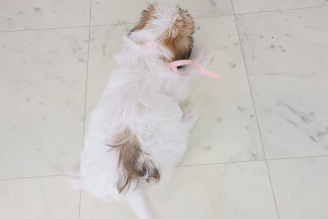 熊本県のハーフ犬・ミックス犬 (Coo&RIKUイオンモール宇城店/2025年9月1日生まれ/女の子/ホワイトブラウン)の子犬の4枚目の画像