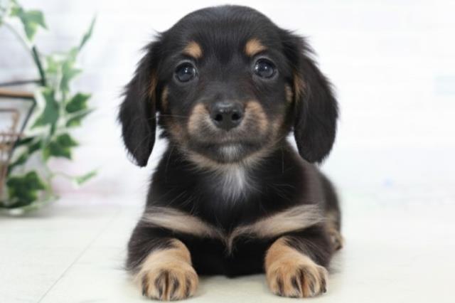 大分県のチワックス(チワワ×ダックス) (Coo&RIKU大分店/2025年9月2日生まれ/男の子/ブラックタン)の子犬