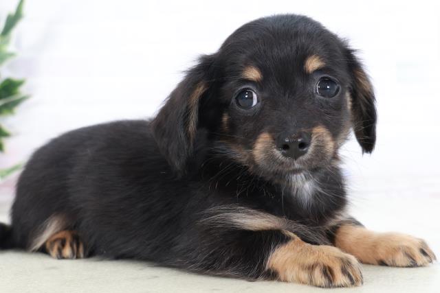 2025年9月2日生まれのチワックス(チワワ×ダックス)の2枚目の写真