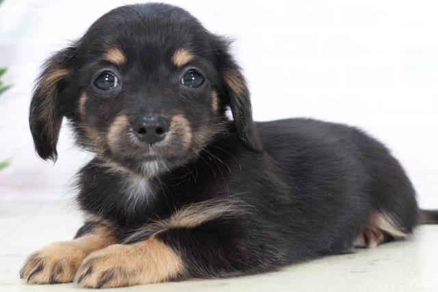 2025年9月2日生まれのチワックス(チワワ×ダックス)の3枚目の写真