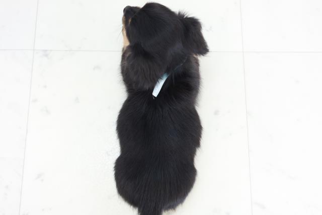 2025年9月2日生まれのチワックス(チワワ×ダックス)の4枚目の写真