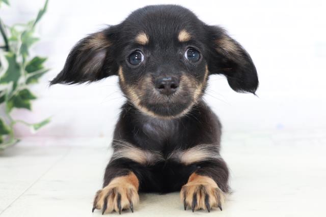 熊本県のチワックス(チワワ×ダックス) (Coo&RIKU熊本店/2025年9月2日生まれ/男の子/ブラックタン)の子犬