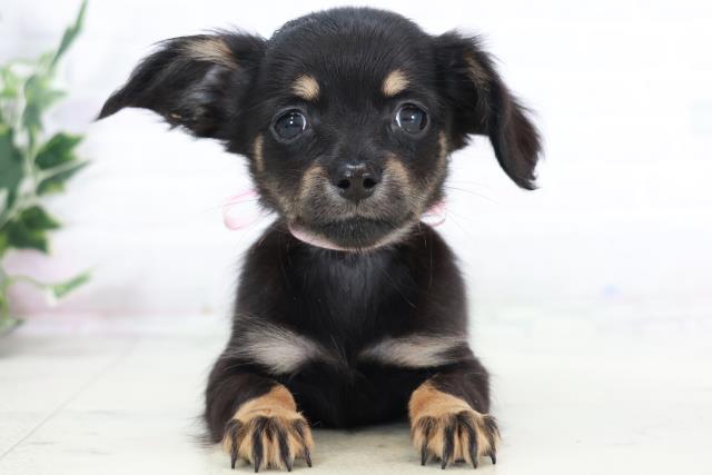 福岡県のチワックス(チワワ×ダックス) (Coo&RIKU福岡東店/2025年9月2日生まれ/女の子/ブラックタン)の子犬の1枚目の画像