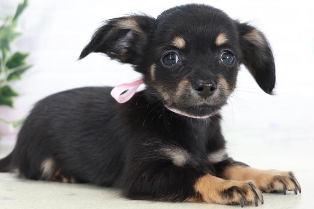 福岡県のチワックス(チワワ×ダックス) (Coo&RIKU福岡東店/2025年9月2日生まれ/女の子/ブラックタン)の子犬の2枚目の画像