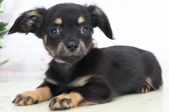 福岡県のチワックス(チワワ×ダックス) (Coo&RIKU福岡東店/2025年9月2日生まれ/女の子/ブラックタン)の子犬の3枚目の画像