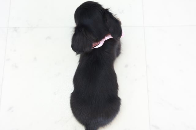 福岡県のチワックス(チワワ×ダックス) (Coo&RIKU福岡東店/2025年9月2日生まれ/女の子/ブラックタン)の子犬の4枚目の画像