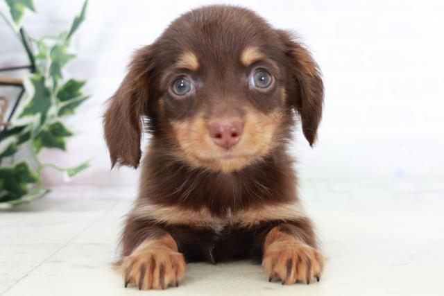 福岡県のチワックス(チワワ×ダックス) (Coo&RIKUゆめタウン飯塚店/2025年9月2日生まれ/男の子/チョコレートタン)の子犬の1枚目の画像