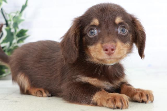 福岡県のチワックス(チワワ×ダックス) (Coo&RIKUゆめタウン飯塚店/2025年9月2日生まれ/男の子/チョコレートタン)の子犬の2枚目の画像