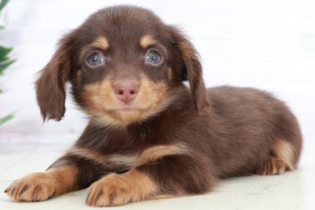 福岡県のチワックス(チワワ×ダックス) (Coo&RIKUゆめタウン飯塚店/2025年9月2日生まれ/男の子/チョコレートタン)の子犬の3枚目の画像