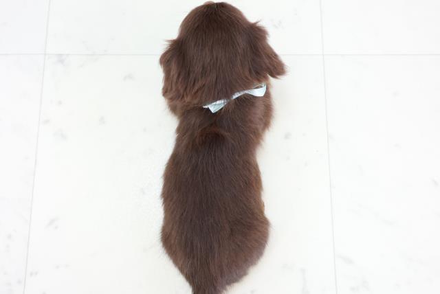 福岡県のチワックス(チワワ×ダックス) (Coo&RIKUゆめタウン飯塚店/2025年9月2日生まれ/男の子/チョコレートタン)の子犬の4枚目の画像